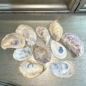 10 Natural Oyster Shells Multiple sizes Most are large Random beautiful